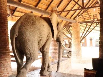 Elefante en Zambia