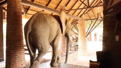 VÍDEO: Un elefante hambriento camina por un hotel en Zambia