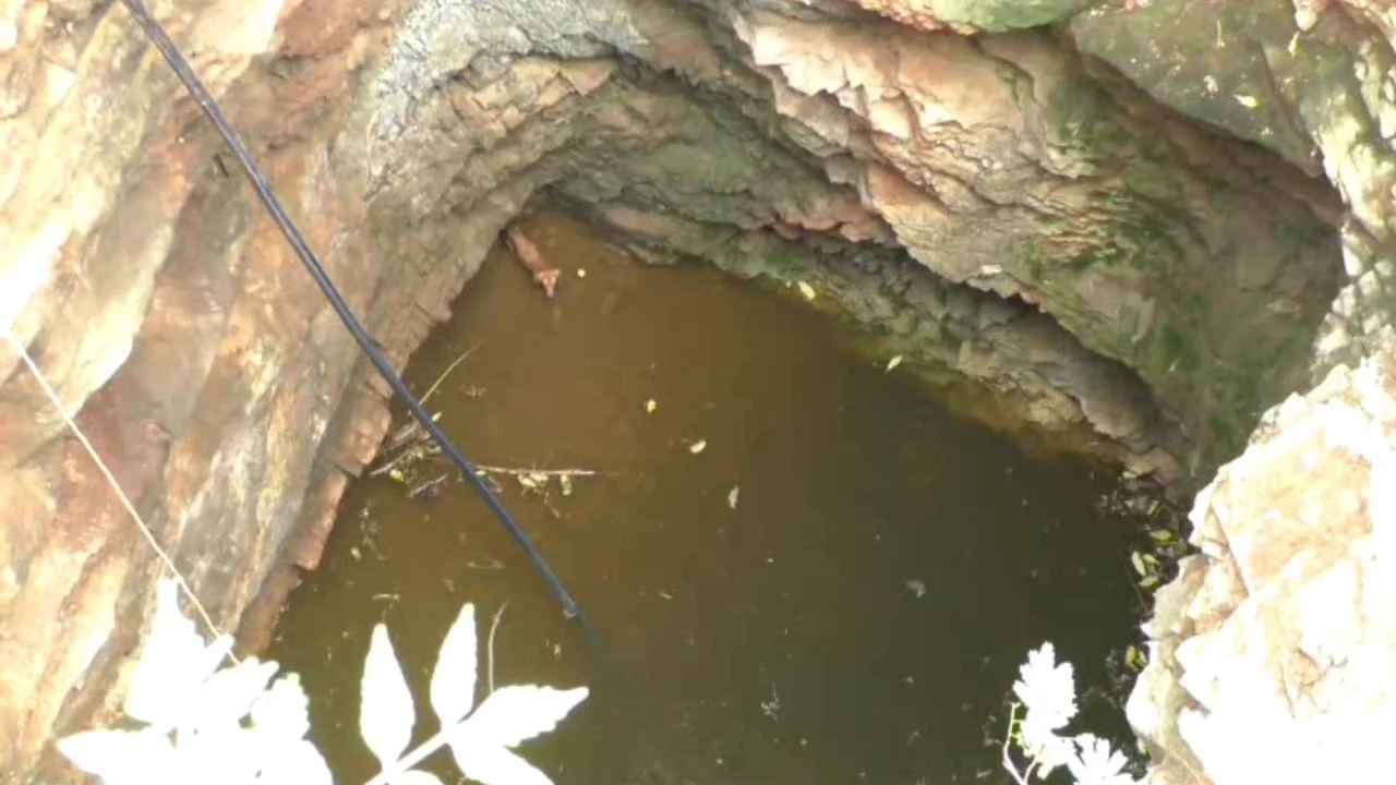 Perro rescatado Perro rescatado