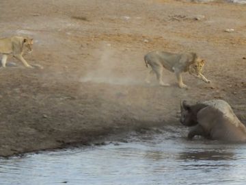 Rinoceronte contra leones