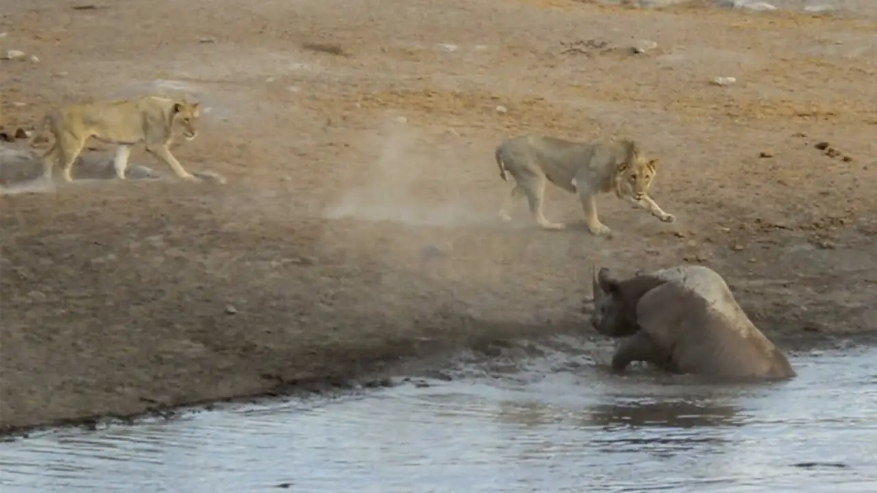 Rinoceronte contra leones