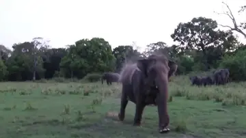 Elefante cargando