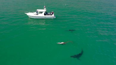 14 impactantes vídeos de animales devorando a otros animales