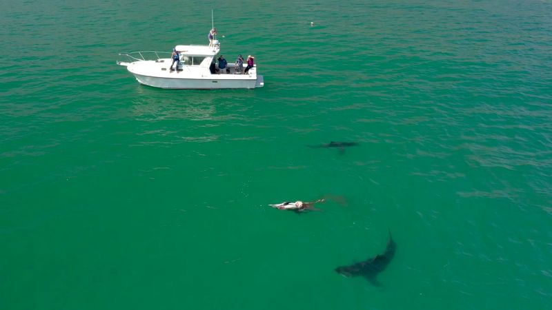 Los 10 vídeos de tiburones más impactantes del 2020