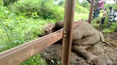 VÍDEO: Liberan a un elefante atrapado en una valla metálica en la India