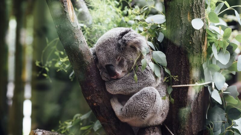 Encuentran a un koala subido a su árbol de Navidad