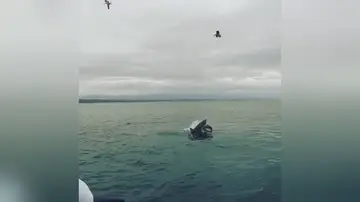 Tiburón devora una foca