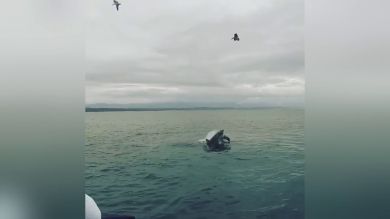 VÍDEO: Un lobo marino es devorado por un tiburón tiñendo el mar de rojo