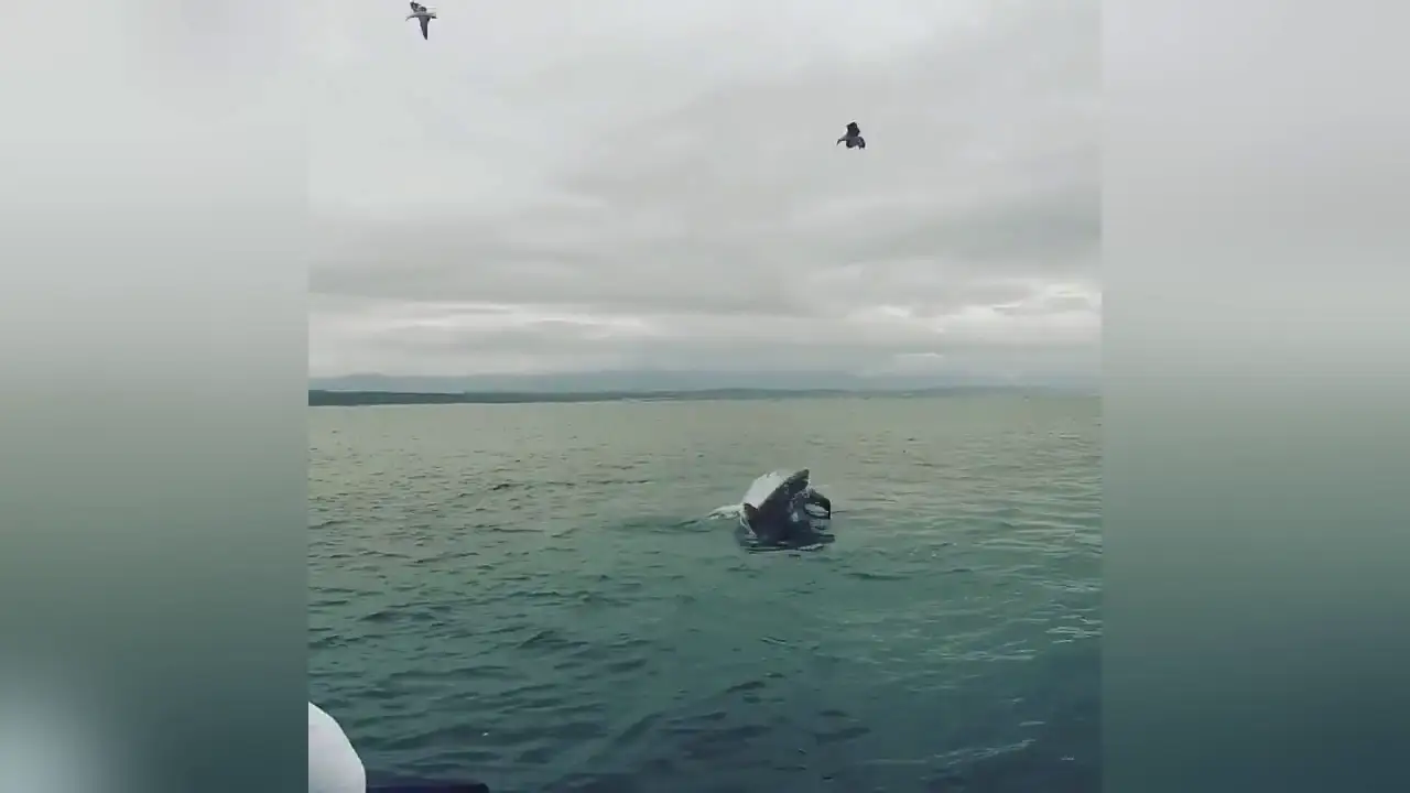 Tiburón devora una foca
