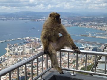 ¿Entenderán los monos el spanglish de Gibraltar?