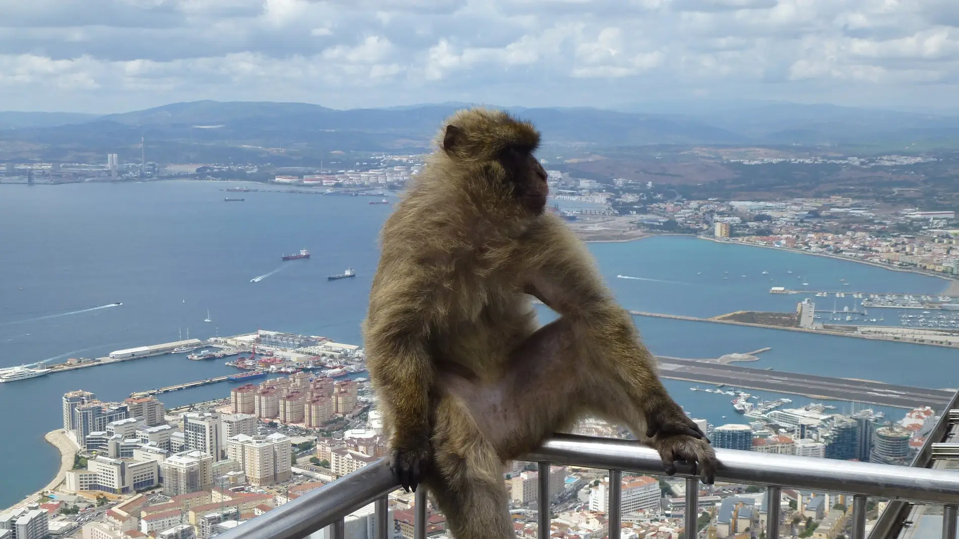 ¿Entenderán los monos el spanglish de Gibraltar?
