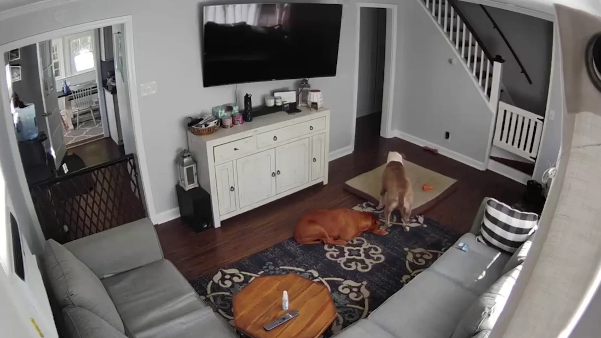 Perro cuidando a otro perro
