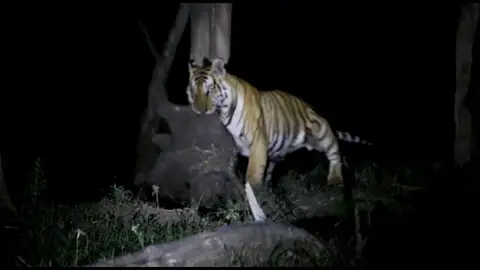 Un tigre devora a un elefante Un tigre devora a un elefante