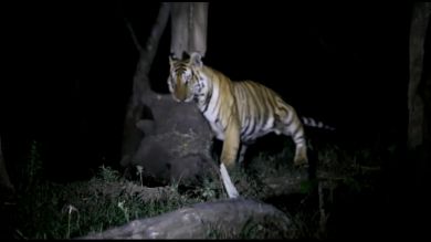 Un impactante vídeo muestra a un tigre cazando y devorando a un elefante en la India