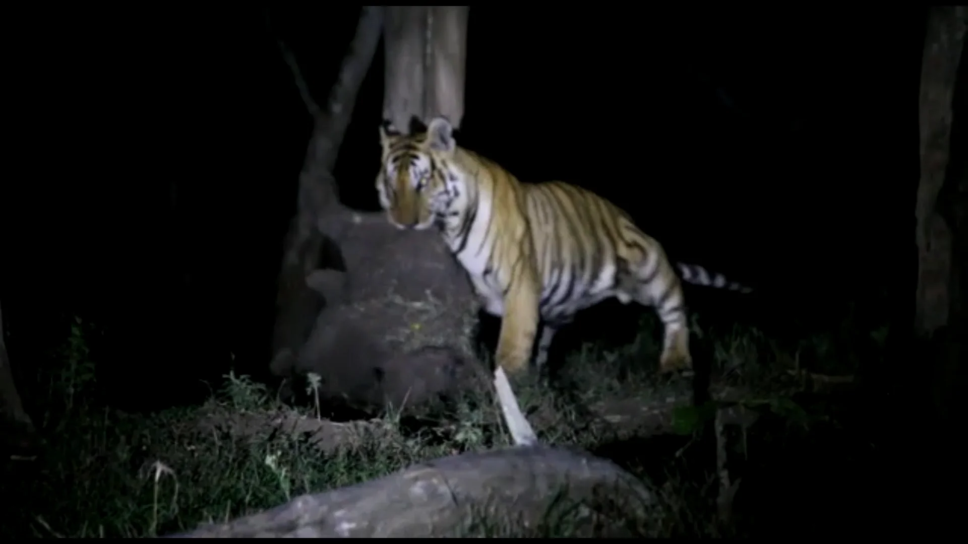 Un tigre devora a un elefante