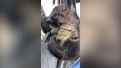 VÍDEO: Rescata a este cachorro perdido pensando que era un perro y se lleva una gran sorpresa 