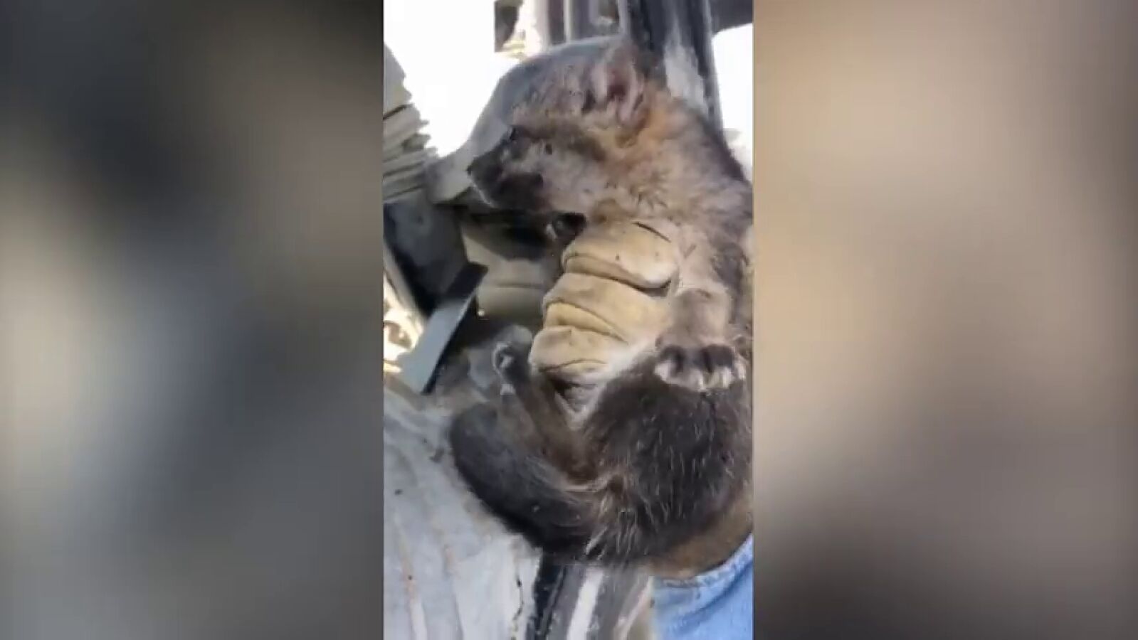 VÍDEO: Rescata a este cachorro perdido pensando que era un perro y se lleva una gran sorpresa 