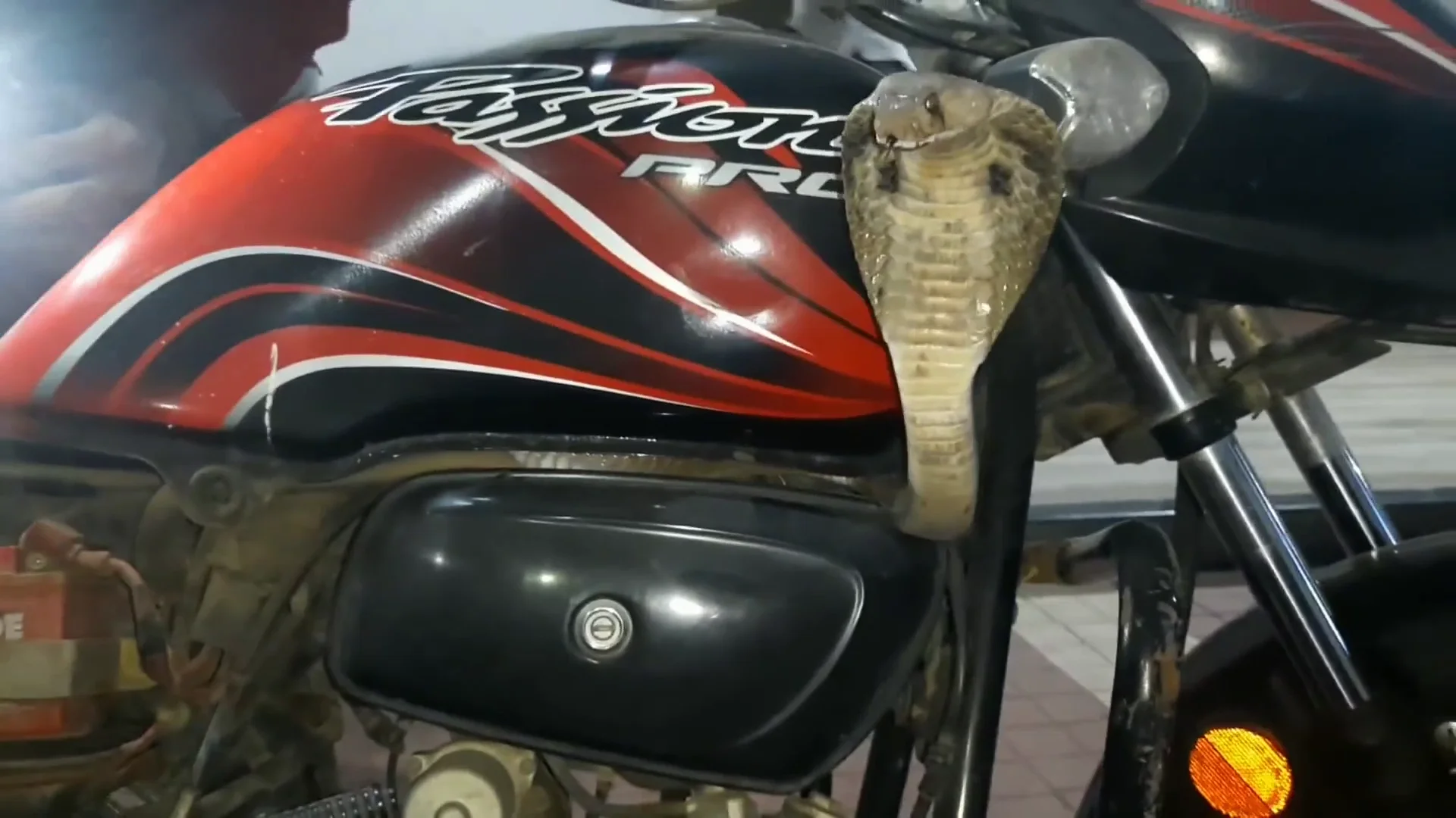 Serpiente escondida