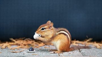 Así de adorables son estos animales en versión bebé