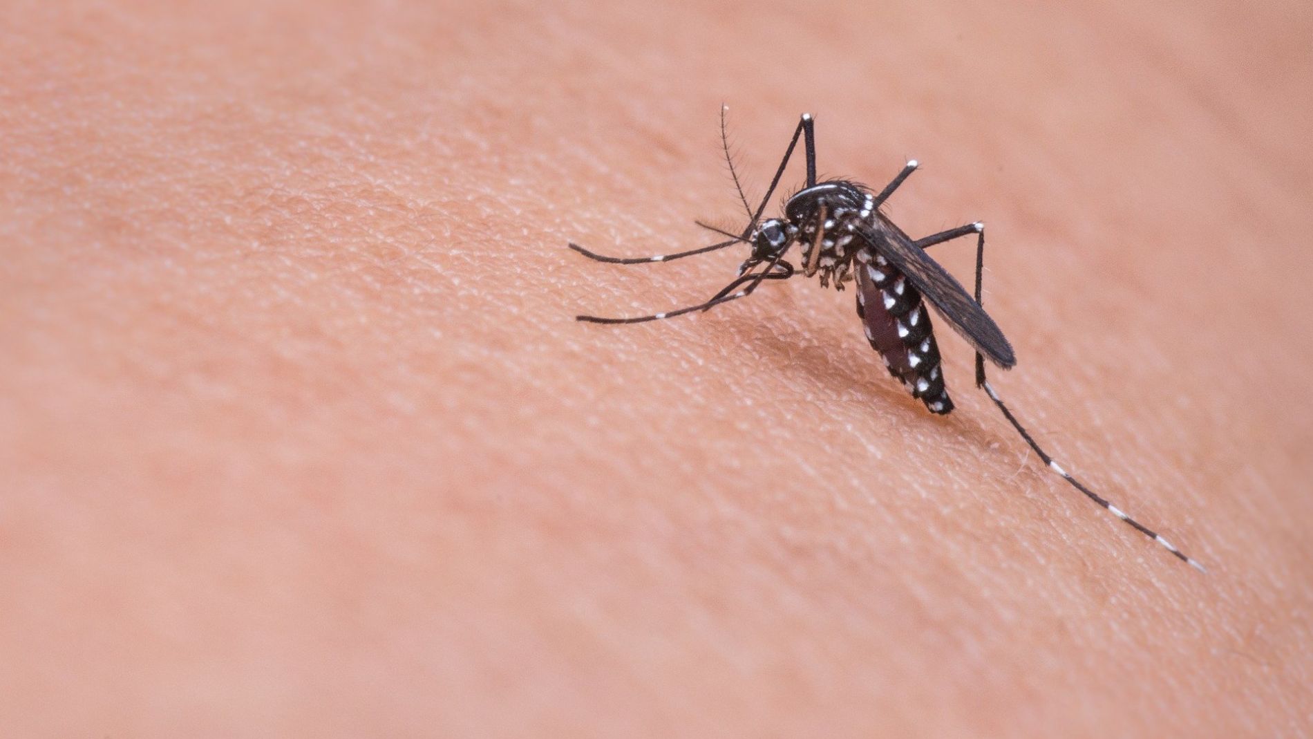 ESTA MUJER ACUMULA EN CUBOS LOS MOSQUITOS DE SU JARD&Iacute;N 