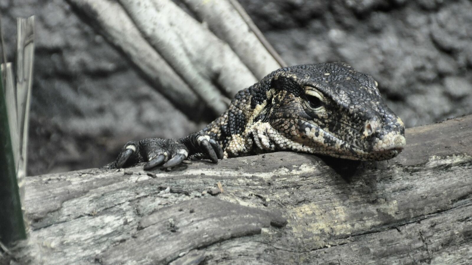 VÍDEO: Salvan a dos gatitos que iban a ser devorados por un lagarto gigante