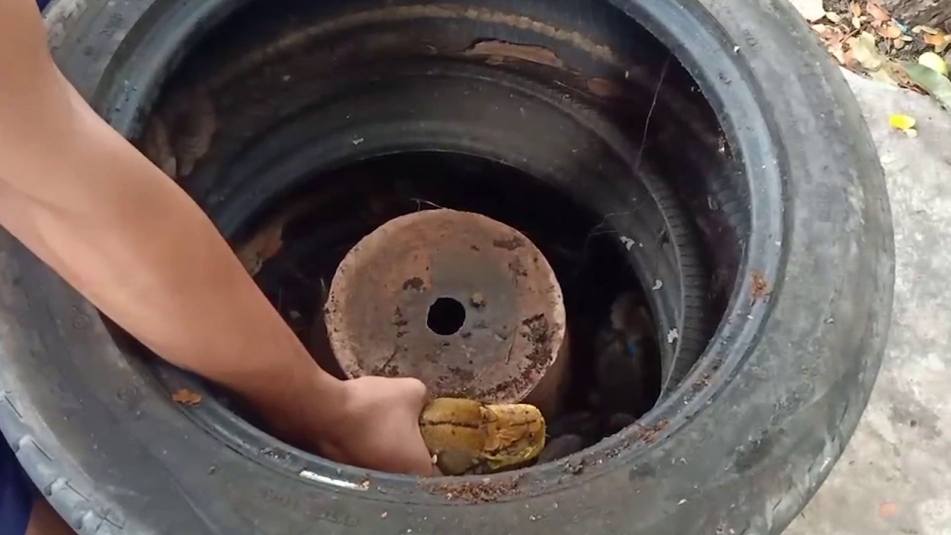 Cazando una serpiente