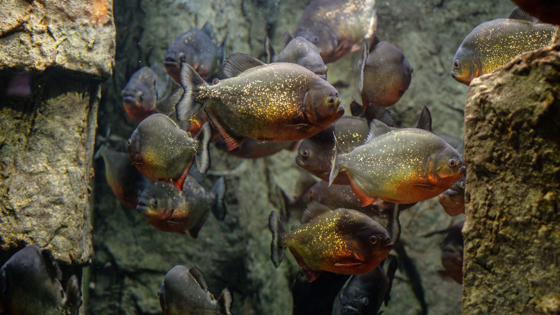 Pez con boca de humano