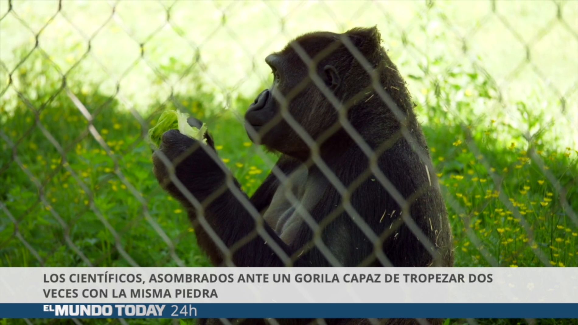 Los cient&iacute;ficos asombrados ante un gorila capaz de tropezar dos veces con la misma piedra