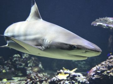 Tibur&oacute;n