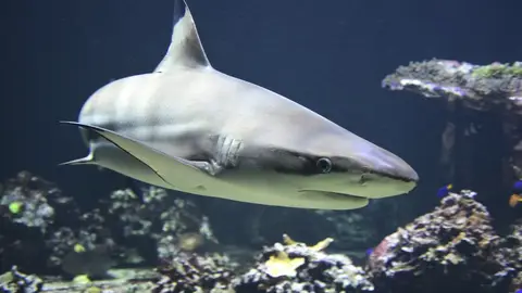 Tiburón Tiburón