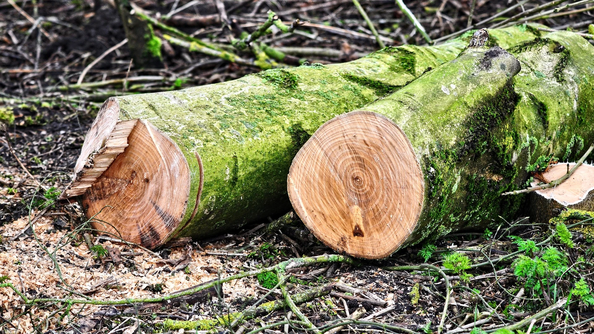 Tronco árbol talado