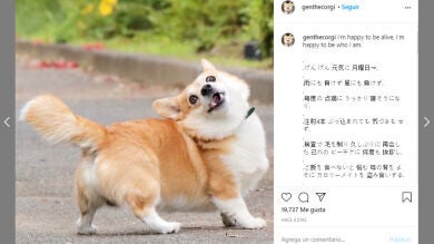 Este perro es toda una estrella de Instagram y sus expresivas caras te alegrarán el día