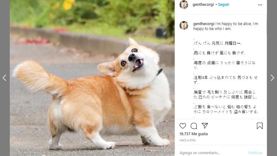 Instagram de @genthecorgi Instagram de @genthecorgi