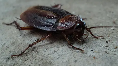 Cucaracha Cucaracha