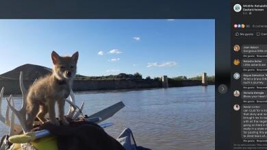 Un hombre rescata a un coyote y lo lleva con él en la balsa durante 10 días 