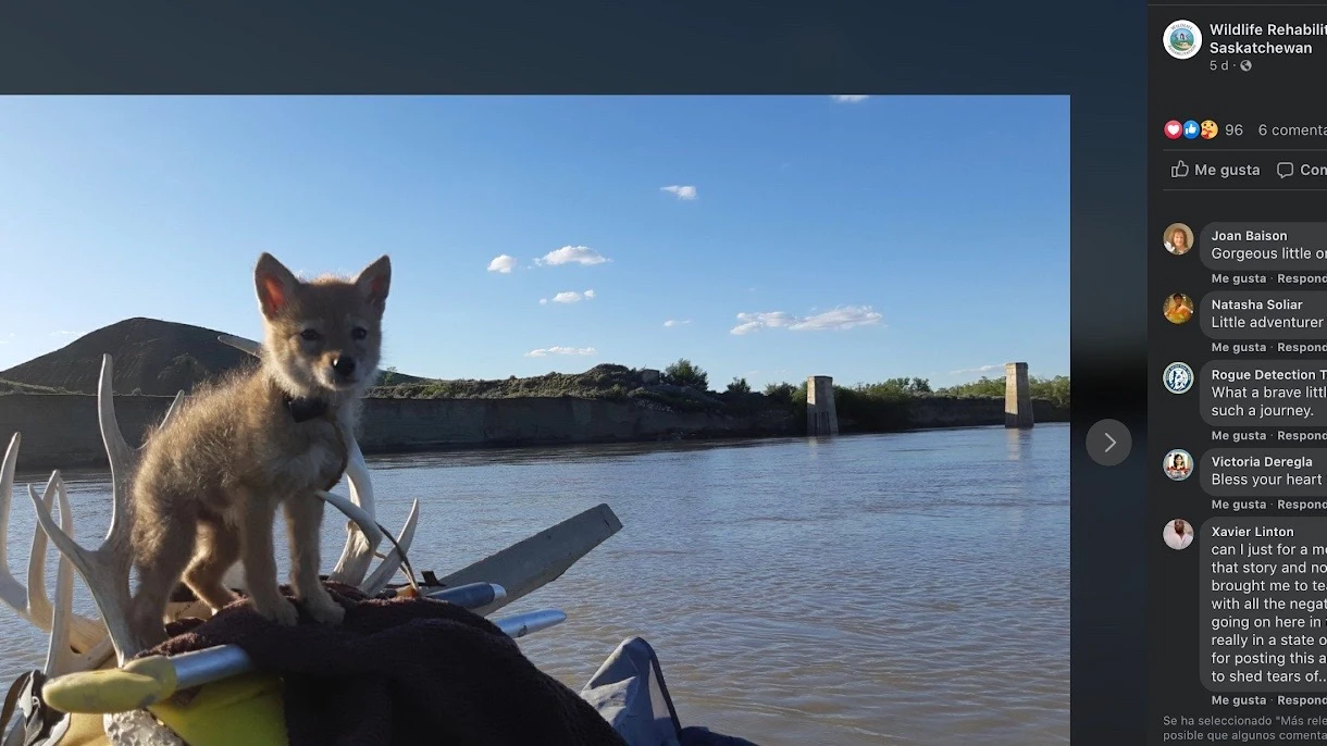 Perro rescatado