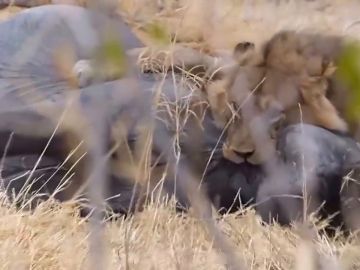 Un león devora a un elefante en Botswana