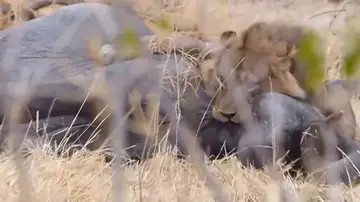 Un león devora a un elefante en Botswana