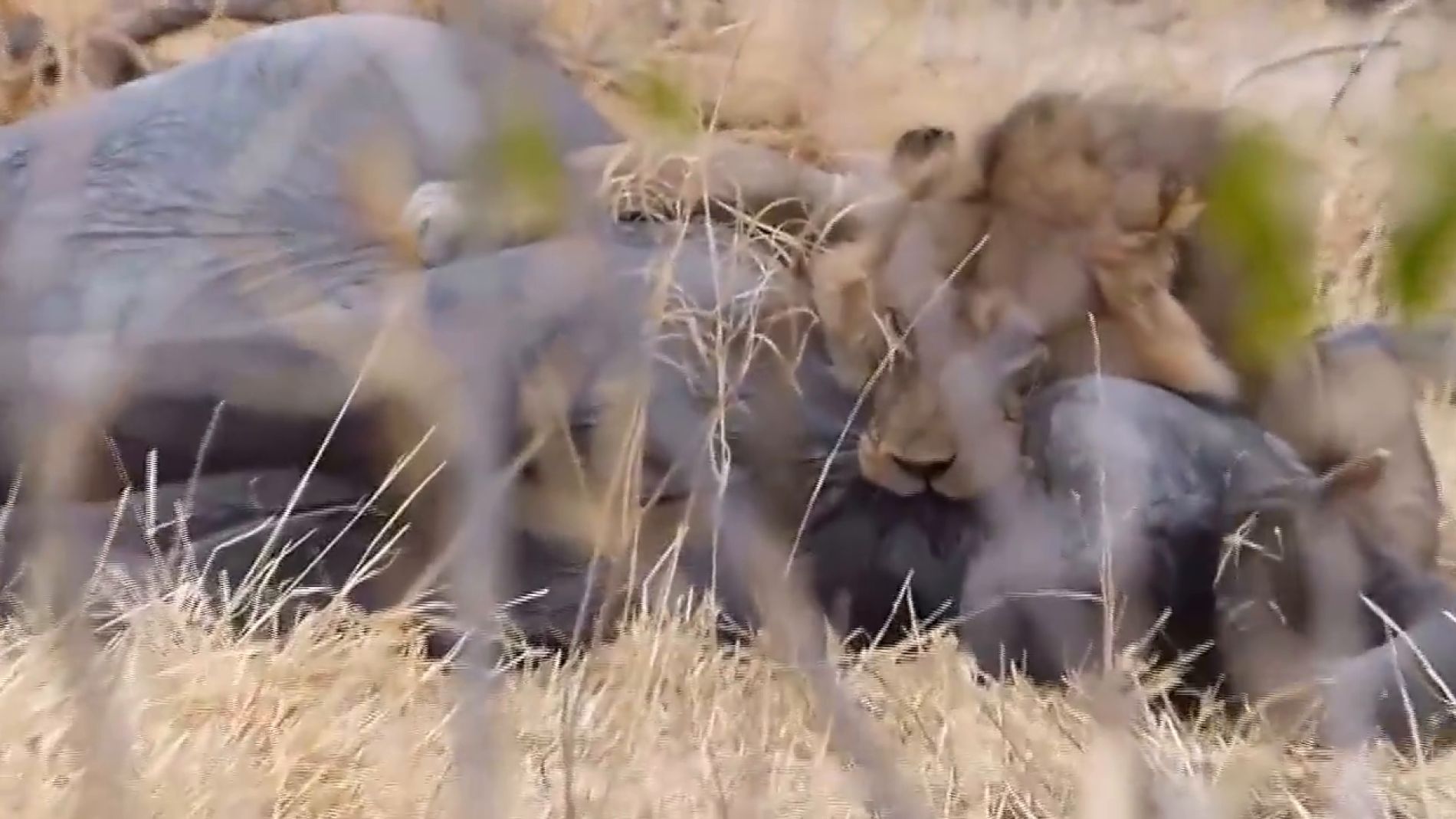 Un le&oacute;n devora a un elefante en Botswana
