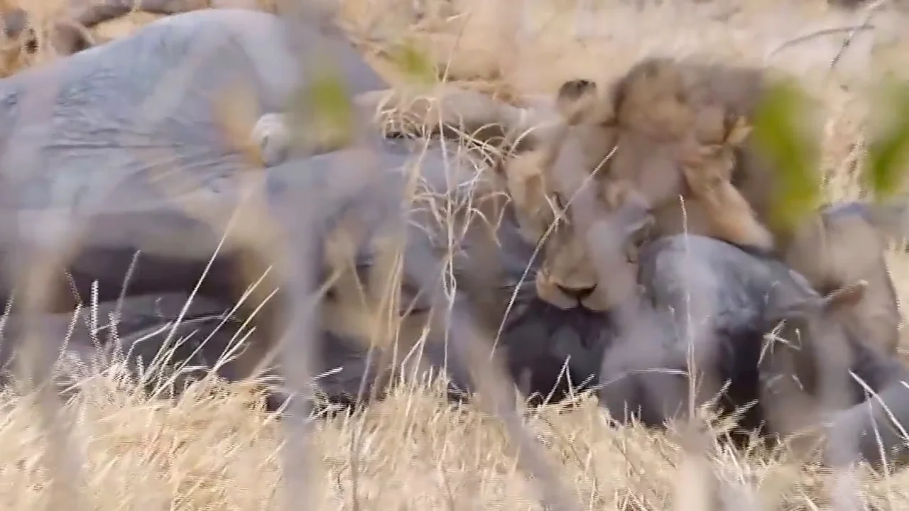 Un león devora a un elefante en Botswana