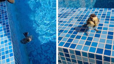 VÍDEO: Un hombre y su perro salvan a un pájaro de morir ahogado en una piscina