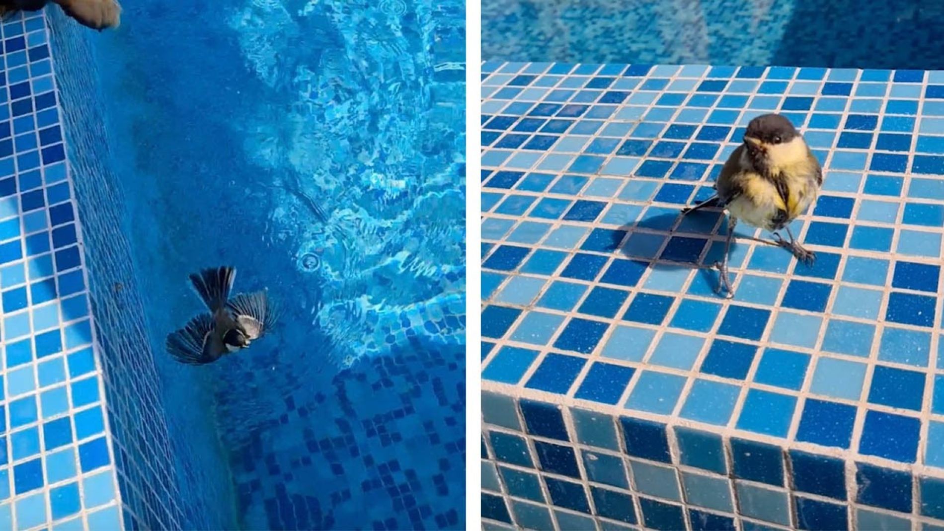 P&aacute;jaro rescatado