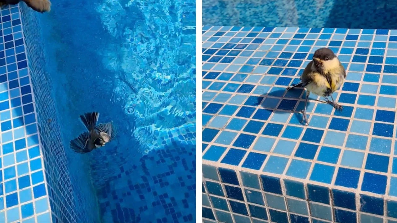 Pájaro rescatado