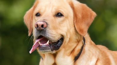 Un perro recorrió 90 km para regresar al antiguo hogar de sus dueños 