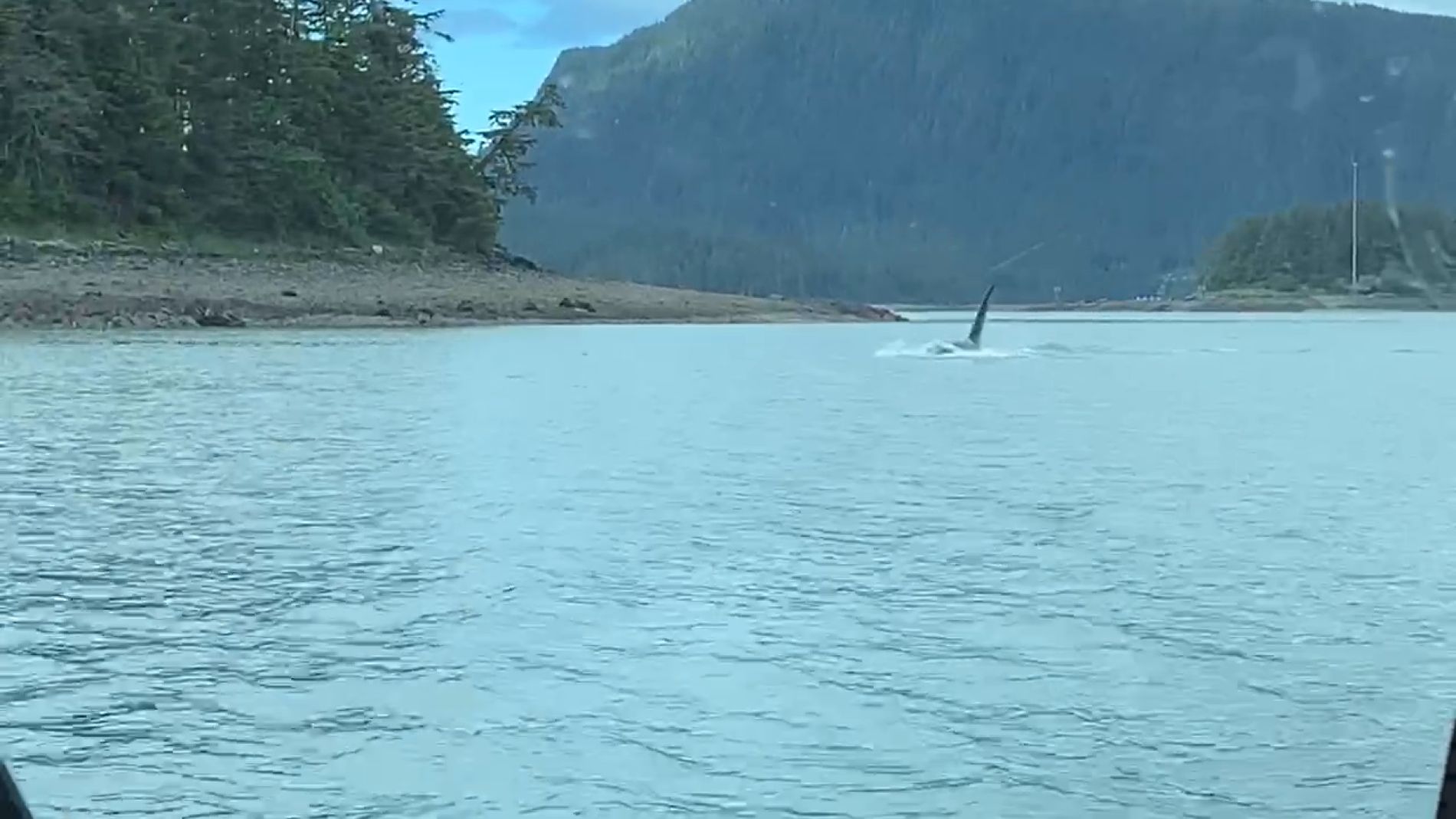 Una gigantesca orca se acerca a un peque&ntilde;o barco pesquero en Alaska