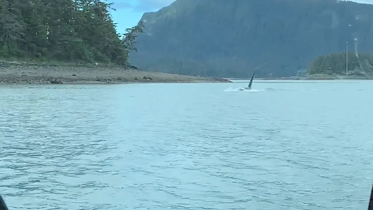 Una gigantesca orca se acerca a un pequeño barco pesquero en Alaska