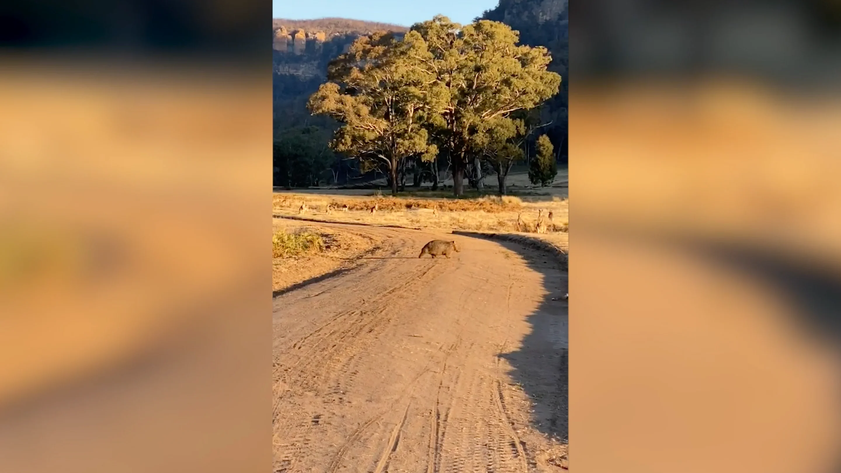 Wombat y canguros Wombat y canguros