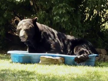 Se encuentra a un oso refrescándose en la piscina para niños 