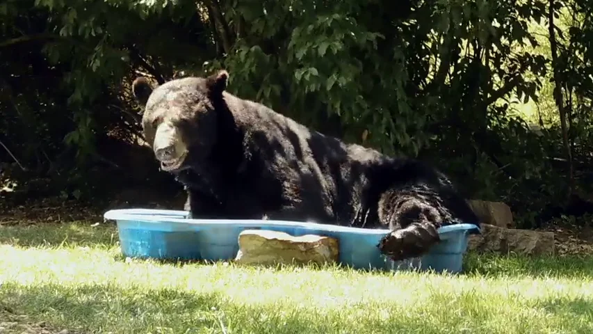 Se encuentra a un oso refrescándose en la piscina para niños 