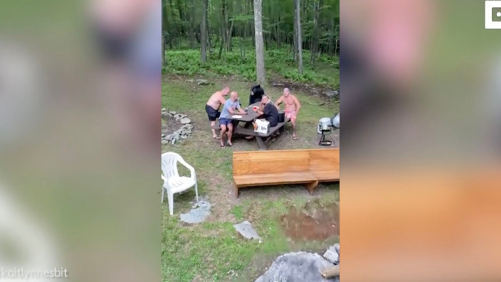 un oso negro se une su picnic